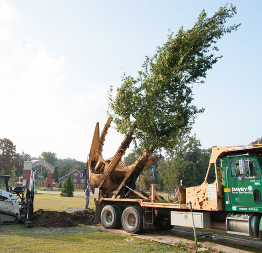 Large Tree Planting