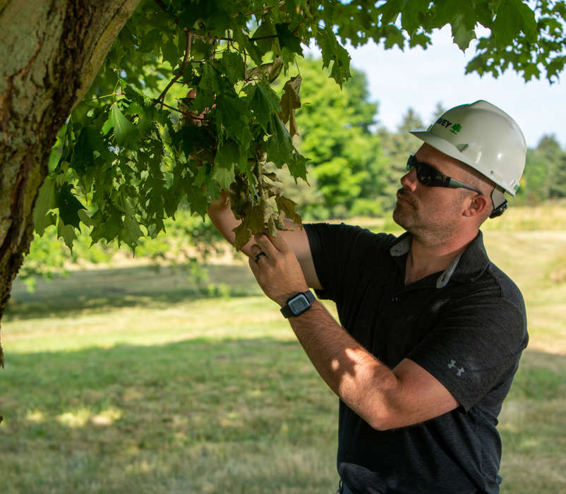 Arborist Inspection