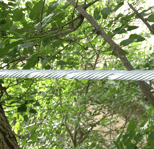 Tree Cabling & Bracing